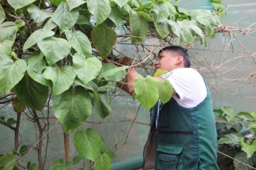 Internos del EP Trujillo trabajan en el taller de hidroponía