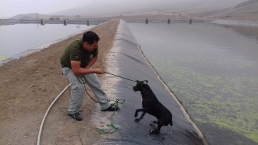 Agentes de seguridad rescatan perro que se ahogaba en pozo de oxidación del EP Ancón II