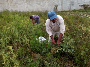 Internos del EP Chachapoyas siembran hortalizas